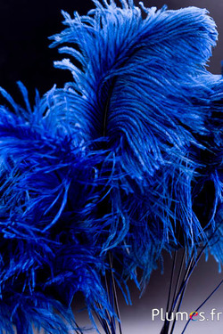 Panicule autruche - 35-40 cm - bleu-gris naturel
